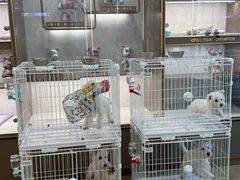 -翊宠yipet猫狗购宠庄园犬舍•猫舍