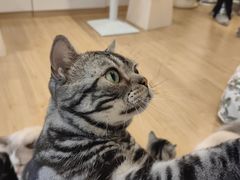 -有喵·猫咖·狗咖·30几只猫10只小狗(岗厦店)