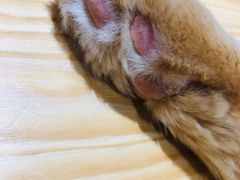 -藏猫猫咖啡主题馆(中央大道店)