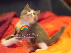 -Bastet sally猫舍购宠(静安店)