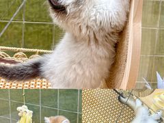 -帕帕拉兹宠物(亚洲旗舰店)