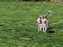 -趣玩宠物乐园寄养训犬训狗游泳池