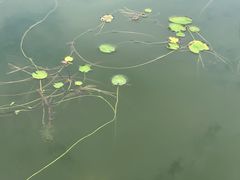 -九里湖国家湿地公园