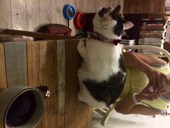 海边的猫和咖啡馆-海边的猫和咖啡馆