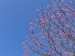 -天适樱花悠乐园