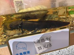 -造物庄园 萌宠纪(苏州湾歌林公园店)