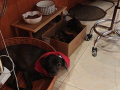 -瑞派申生动物医院·24H夜诊·国际动物医疗中心·骨外科(吴中路店)