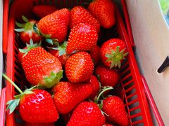 -甜心庄园·甜心草莓采摘园(西青中北店)