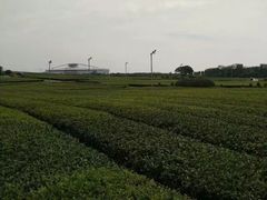 -雪绿茶博物馆