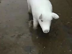 -东部华侨城