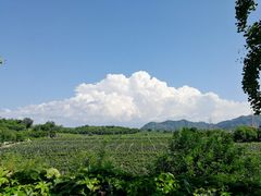 -北京张裕爱斐堡酒庄