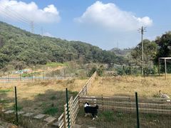 -趣多多宠物公园·宠物训犬学校·宠物寄养