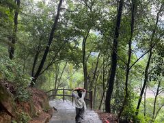 -铁山坪森林公园