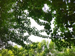 -长白岛森林公园