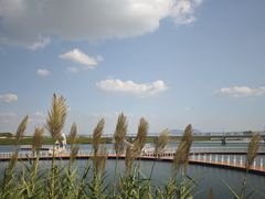 -贡湖湾湿地公园