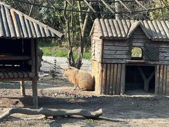 -上海野生动物园