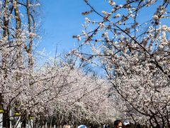 -桃花堤公园