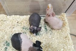 -Moni星球萌宠·小马宝莉·灵蛇·高端高阶全萌宠互动体验俱乐部(红豆国际广场店)
