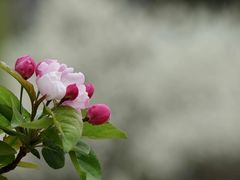 -海棠花溪(元大都城垣遗址公园)