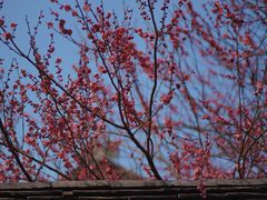 -慧因高丽寺