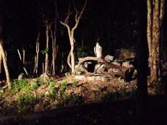 -清迈夜间动物园