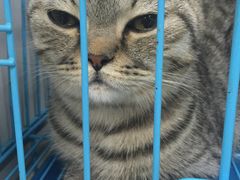 -瑞派动物医院·猫专科·至诚(江南中分院)