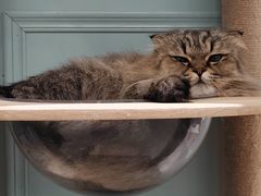 -安格丽娜·狗咖·猫咖羊驼咖(春熙路百盛商场店)