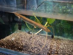 -上海大自然野生昆虫馆(东方明珠·爬宠昆虫探索中心)