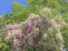 -深圳国际园林花卉博览园