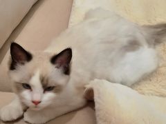 -喵百万·布偶·蓝金金渐层英短·猫舍(百子湾店)