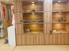 -猫十亿·布偶金渐层·曼基康矮脚猫舍(青年路店)