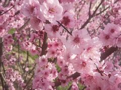 -桃花堤公园