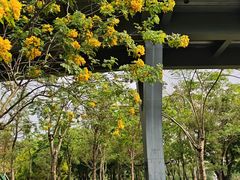 -王借岗森林公园