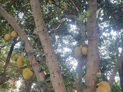 -八卦楼风琴博物馆