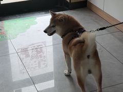 -瑞派长江宠物医院·猫科·外科·24小时夜护(谊城公寓分院)
