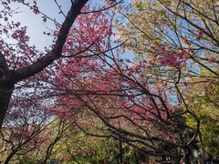 -苏州上方山国家森林公园