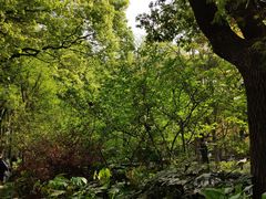 -上海共青森林公园