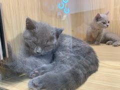 -屋虎猫馆(宝安大仟里店)