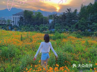 重庆限时打卡|免费花海共话黄昏