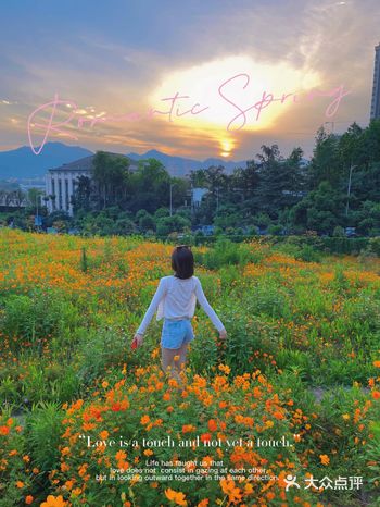 重庆限时打卡|免费花海共话黄昏