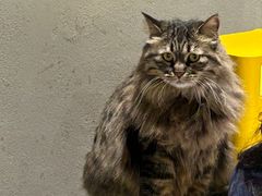 -藏猫猫咖啡主题馆(中央大道店)