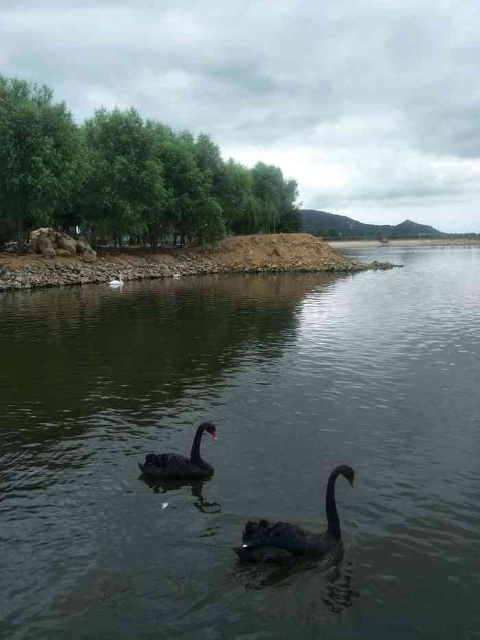 泰安天鵝湖-