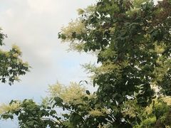 -群力丁香公园