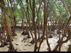 -宝安西湾红树林湿地公园