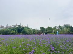 -九龙湖公园