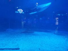 -烟台海昌鲸鲨海洋公园