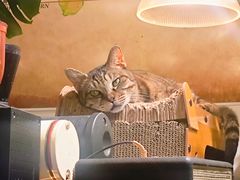 -海边的猫和咖啡馆