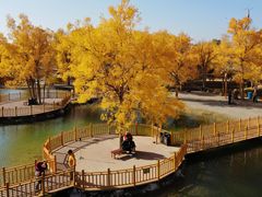 -金塔沙漠胡杨林景区