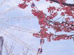 -顾村公园