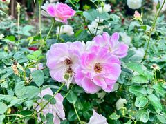 -人民公园(罗湖区)